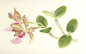 Donelda La Brake  botanical watercolors at Station Gallery