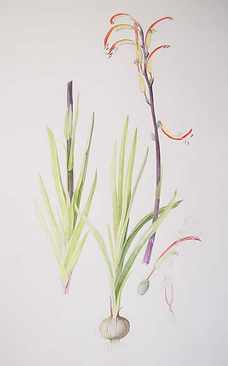 Ann A. Biggs watercolors at Station Gallery