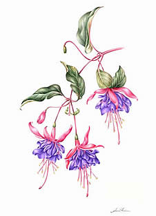 Joan Frain botanical watercolors at Station Gallery