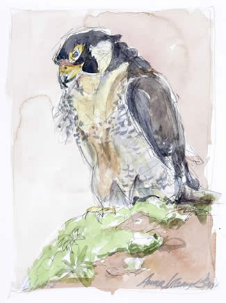 Anna Massey Biggs watercolors at Station Gallery
