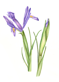 Carol Habig botanical watercolors at Station Gallery