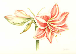 Susan Jenkins botanical watercolors at Station Gallery