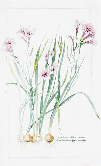Ann A. Biggs watercolors at Station Gallery